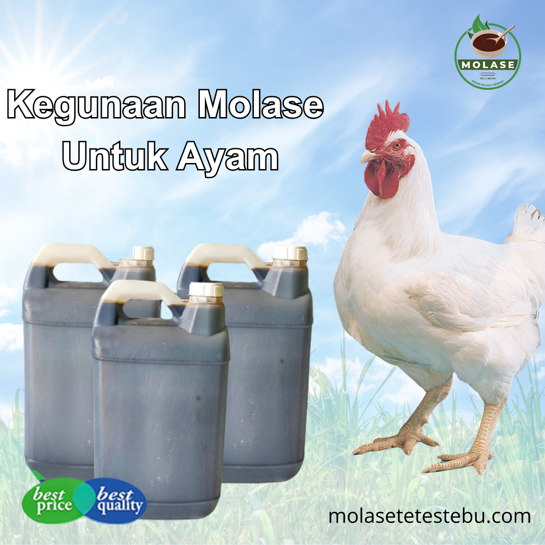 Artikel Web Molase (1)-2