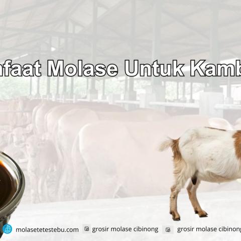 Manfaat Molase Untuk Kambing