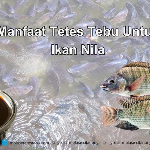 Manfaat Tetes Tebu Untuk Ikan Nila