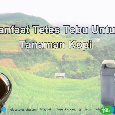 Manfaat Tetes Tebu Untuk Tanaman Kopi