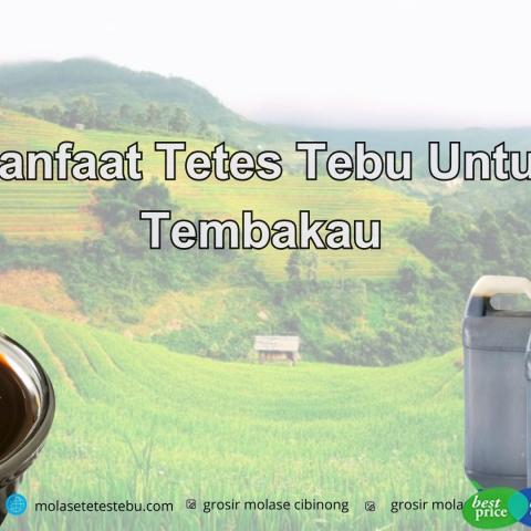 Manfaat Tetes Tebu Untuk Tembakau