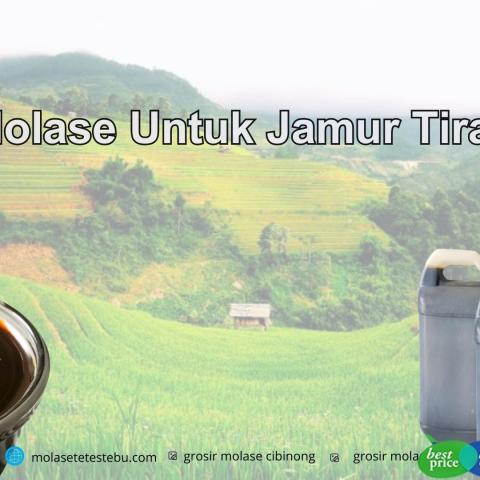 Molase Untuk Jamur Tiram